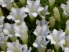 Show product details for Gentiana Striped Hybrids